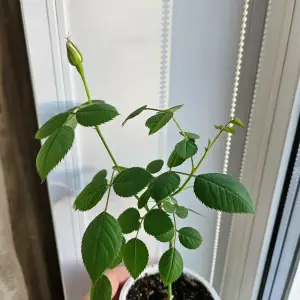 Роза домашняя 