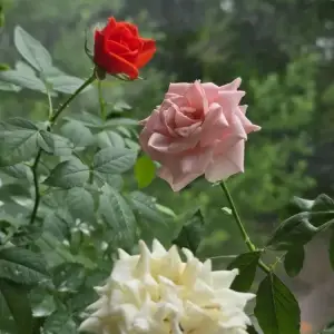 Роза домашняя 