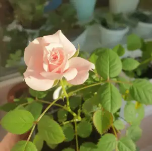 Роза домашняя 