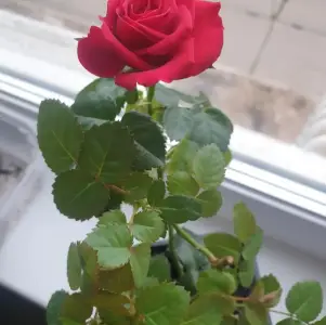 Роза домашняя 