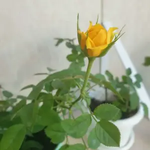 Роза домашняя, оранжевая 