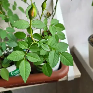 Роза домашняя, оранжевая 