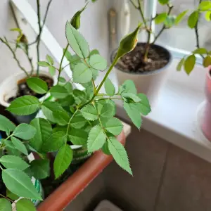 Роза домашняя, оранжевая 