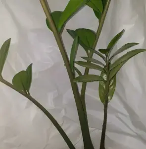 Замиокулькас 