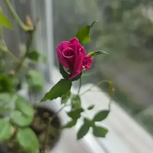 Роза домашняя, цвет Фуксия 