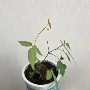 Роза домашняя, цвет Фуксия 