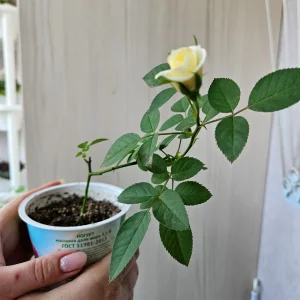 Роза домашняя кремовая 