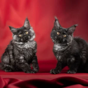 Мейн-кун котята