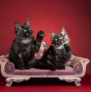 Мейн-кун котята