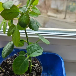 Роза домашняя красная 