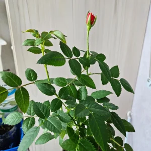 Роза домашняя красная 