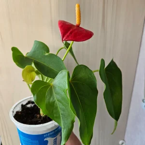 Антуриум Андре 