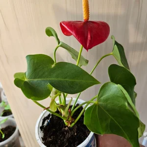 Антуриум Андре 