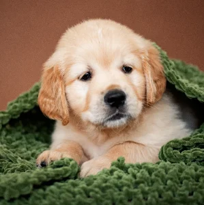 Щенки золотистого ретривера