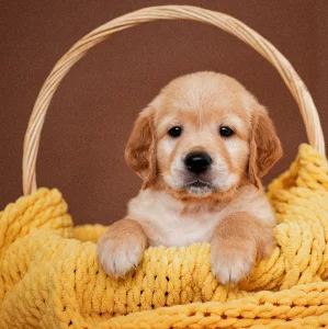 Щенки золотистого ретривера