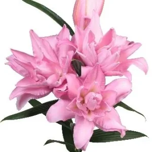 Луковица Лилии восточной Хьюзтенбош