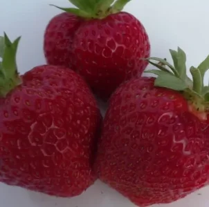 Саженец клубники Кимберли