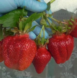 Саженец клубники Александра