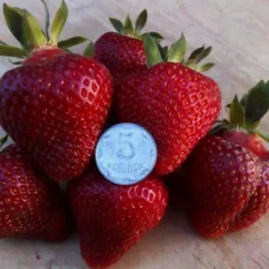 Саженец клубники Хоней