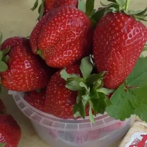 Саженец клубники Роксана