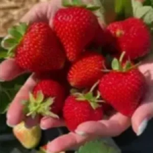 Саженец клубники Ания