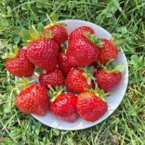 Саженец клубники Петра