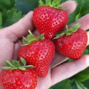 Саженец клубники Флорис