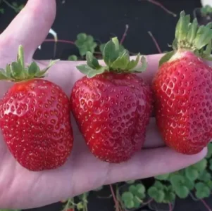 Саженец клубники Крапо 10
