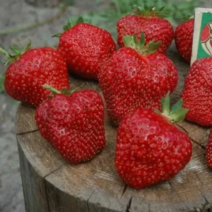 Саженец клубники Шарлотта