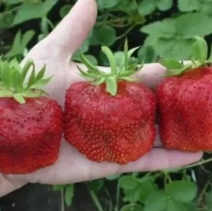 Саженец клубники Чамора Туруси