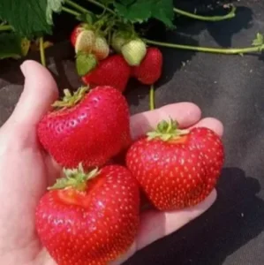 Саженец клубники Федерико