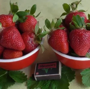 Саженец клубники Клодия