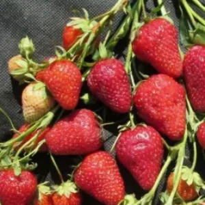 Саженец клубники Маригетт (Маригуэтта)