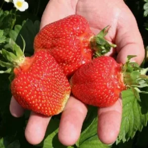 Саженец клубники Прими