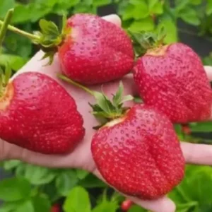 Саженец клубники Квики