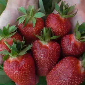 Саженец клубники Люция