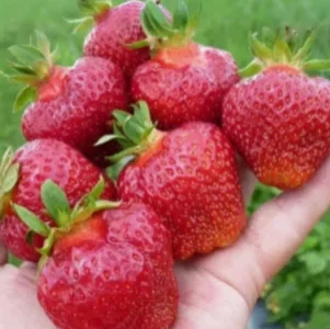 Саженец клубники Фэйт