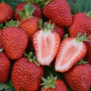 Саженец клубники Сан Андреас