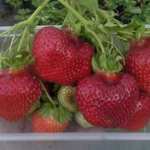 Саженец клубники Флорида Бьюти