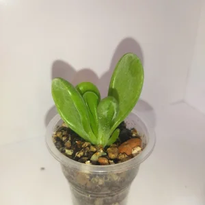 Крассула Ушки Фионы