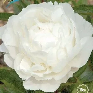 Корень Пиона Боул Де Неже