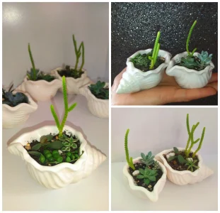 Композиция из суккулентов Ракушка