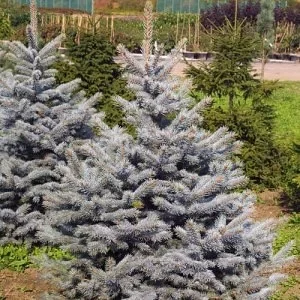 Саженец Ели колючей Олденбург