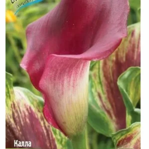 Луковица Каллы Капитан Рено