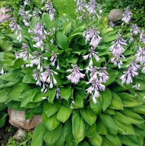 Саженец Хосты Рецифолия