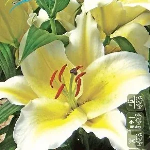 Луковица Лилии восточной Анаис Анаис
