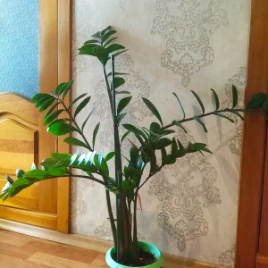 Замиокулькас