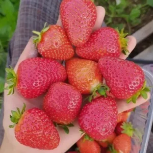 Саженец клубники фриго Мара де Боа