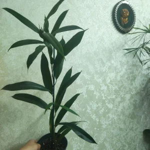 Фикус биннедика Амстел Кинг
