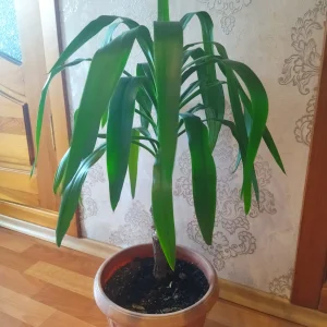 Юкка (1 шт , h- 75 см)